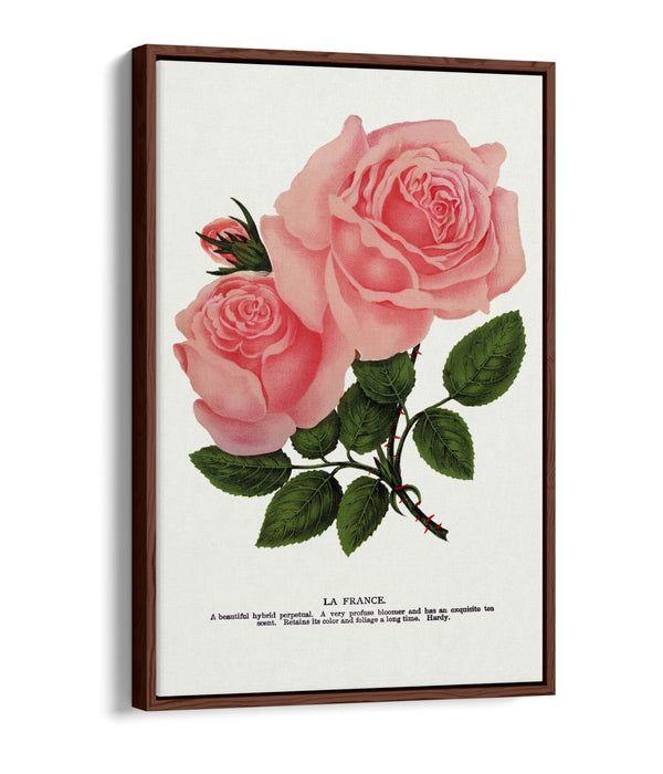 Canvas Wall Art - Pink Rose La France Lithograph | Float Frame, Handmade UK