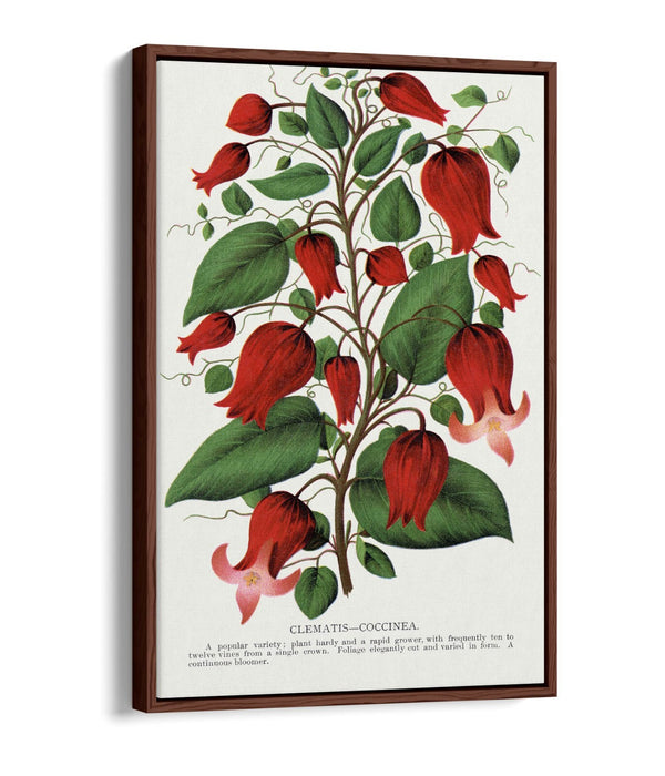 Canvas Wall Art – Clematis Flower Print on Premium Float Frame, Handmade UK