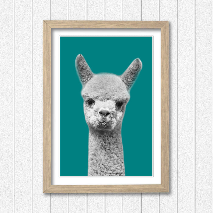ALPACA BLACK AND WHITE TEAL FRAMED POSTER WALL ART PRINT ARTWORK DESIGN