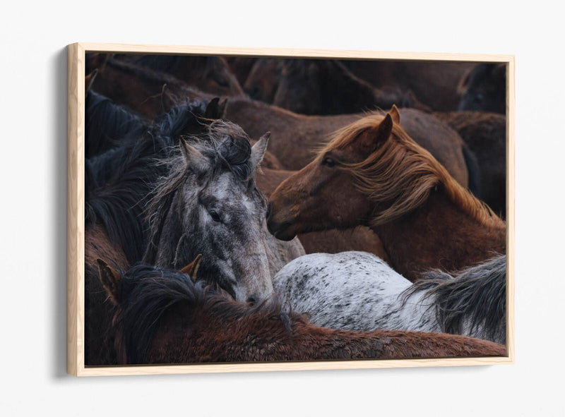 Horse Canvas Art - Float Effect Canvas Wall Art Print With Vibrant Color