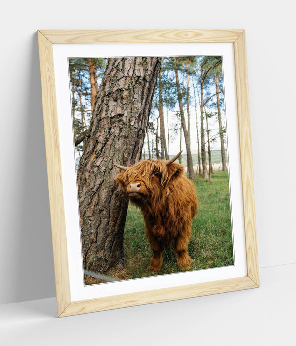 Highland Cow Wall Art – Framed Rustic Farmhouse Decor Poster Print UK Handmade