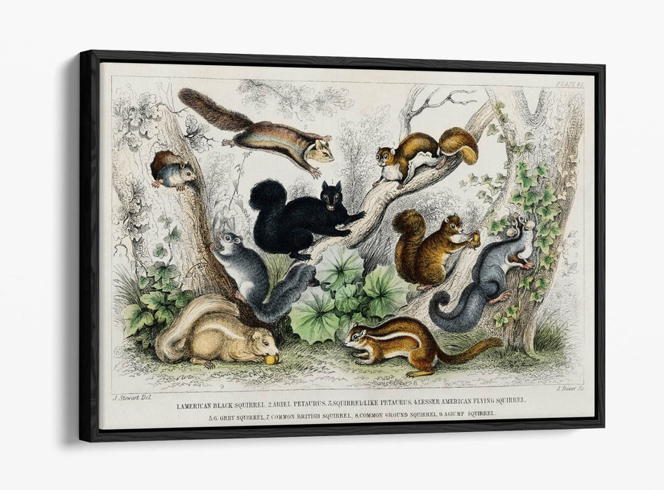 Canvas Wall Art Print - Handmade Squirrel With Float Effect Frame | Premium Canvas Art