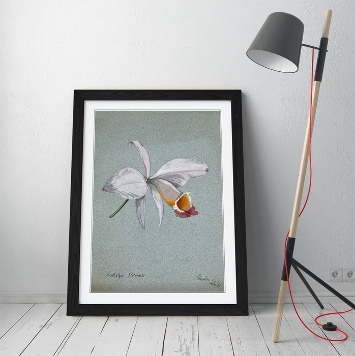 Orchid Wall Art – Framed Watercolour Illustration Botanical Poster Print