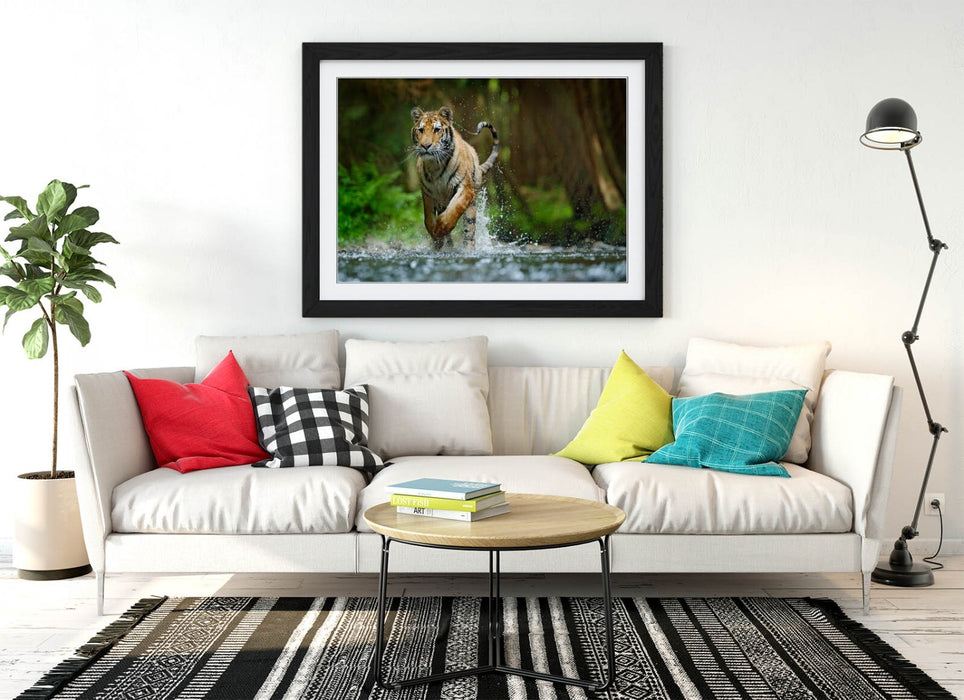 Tiger Running Wall Art – Framed Wildlife Photography Poster Print With Woodgrain Frame
