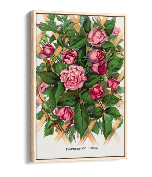 Canvas Wall Art Print - Empress Of China Rose Lithograph With Float Effect Frame