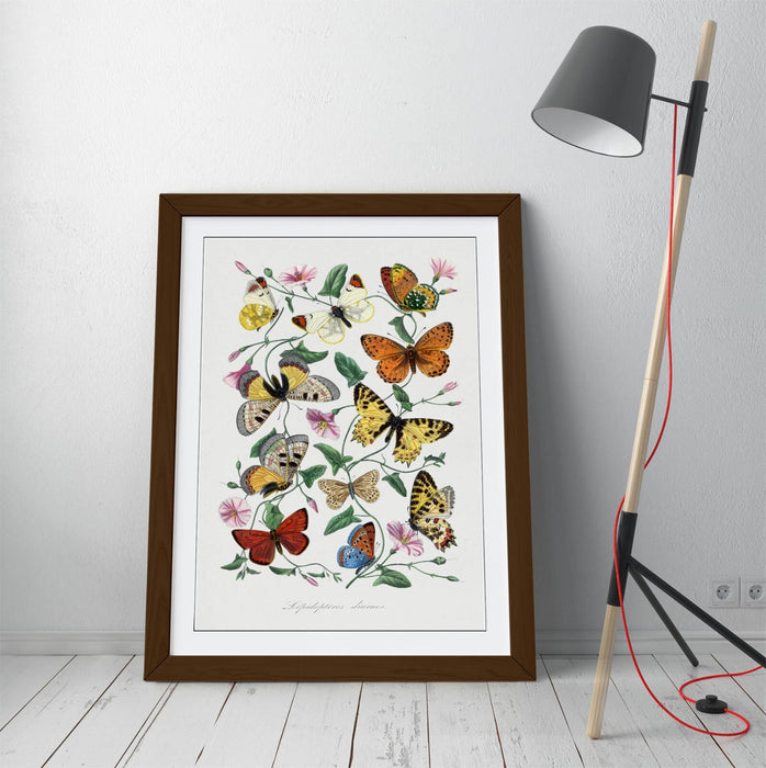 Framed Wall Art - Paul Gervais Butterflies And Moths Print With Woodgrain Frame