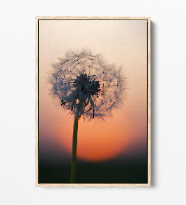 DANDELION PORTRAIT -FLOAT EFFECT CANVAS WALL ART PIC PRINT- GREY BLACK