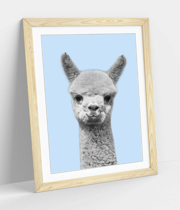 ALPACA BLACK WHITE BABY BLUE -FRAMED ART POSTER PICTURE PRINT ARTWORK