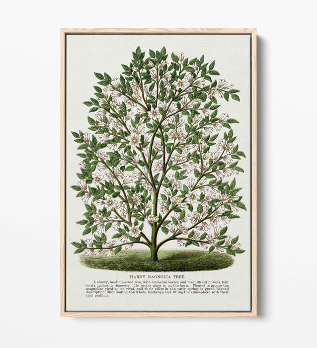 Canvas Wall Art – Hardy Magnolia Tree Print | Float Effect Frame | Handmade UK Art