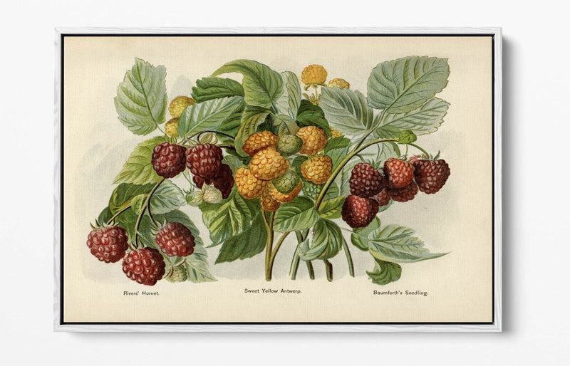 Canvas Wall Art - Vintage Illustration Raspberries Float Effect Print on Handmade Canvas