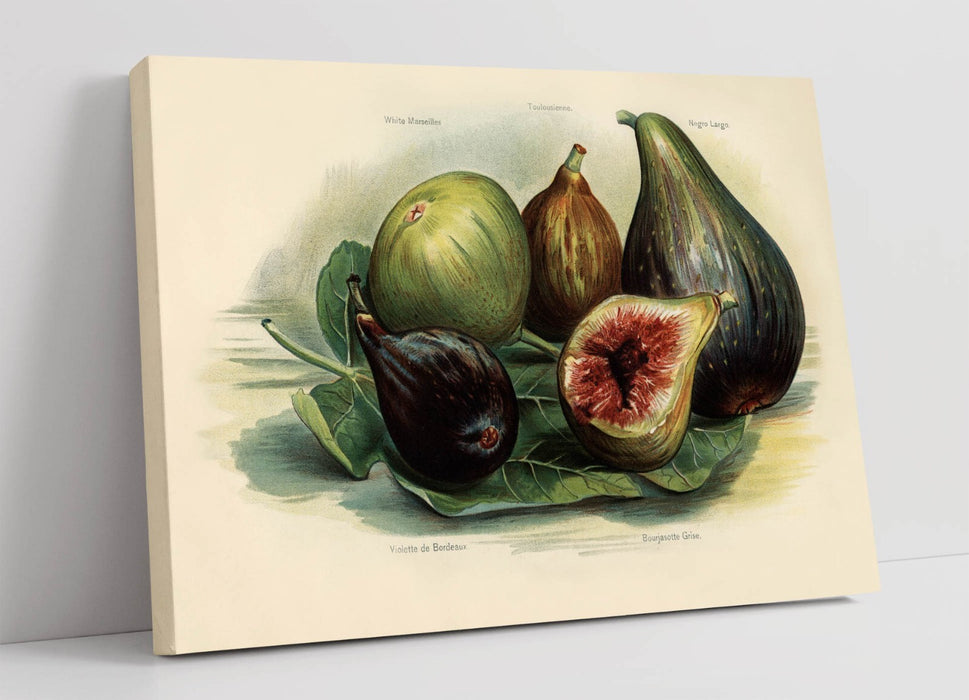 Canvas Wall Art – Vintage Figs Illustration | Handmade UK Artwork Print