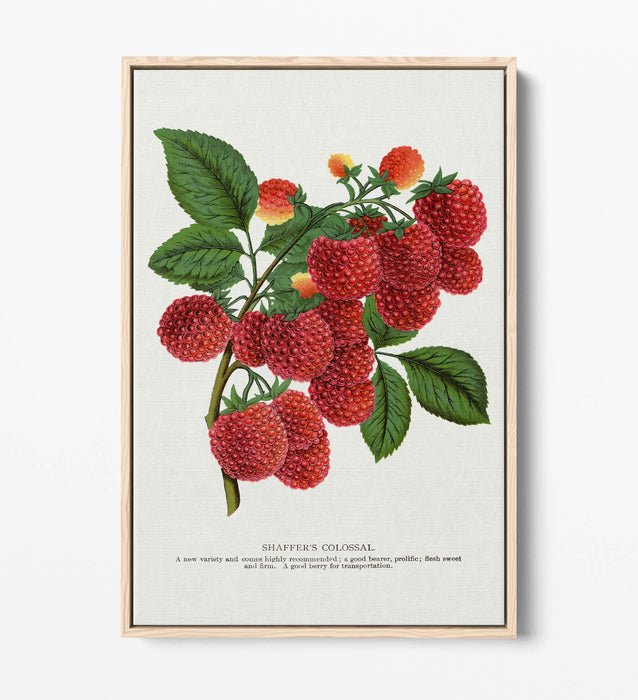 Canvas Wall Art - SHAFFER'S Colossal Raspberry Float Effect Canvas Print