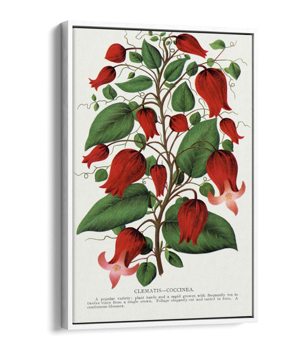 Canvas Wall Art – Clematis Flower Print on Premium Float Frame, Handmade UK