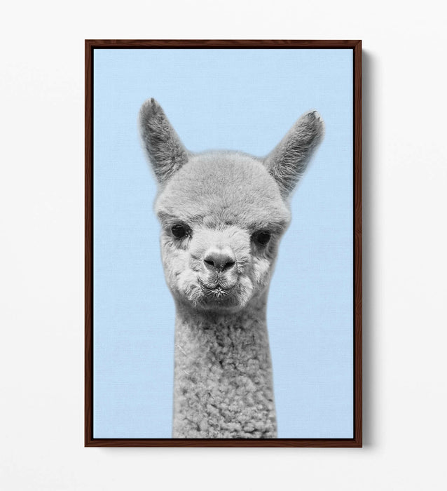 ALPACA BLACK WHITE BABY BLUE FLOAT EFFECT CANVAS WALL ART PIC PRINT