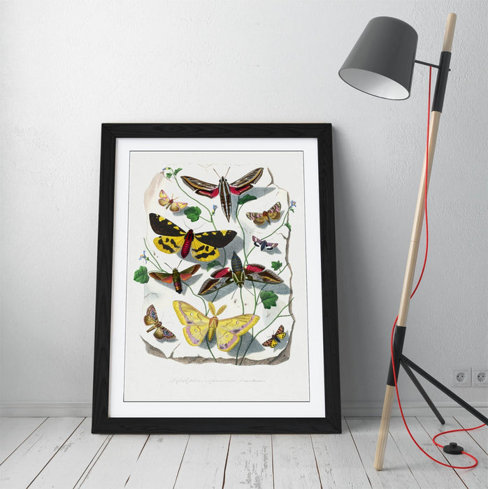 Framed Wall Art - Paul Gervais Butterflies Moths Print | UK Handmade Nature Decor