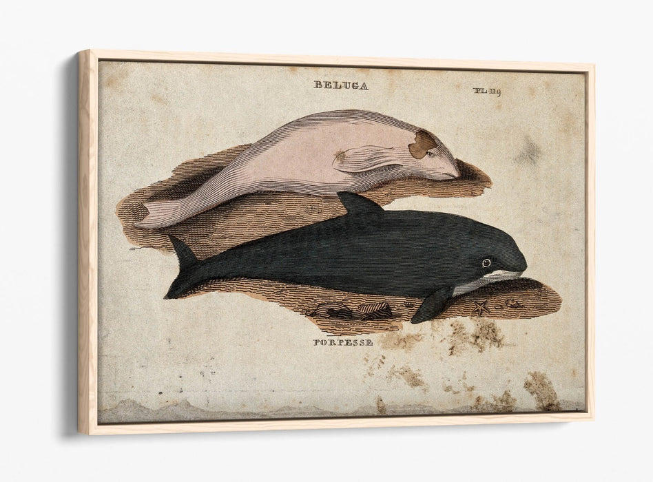 Beluga Whale Canvas Art - Float Effect Marine Animal Decor On Deep Frame