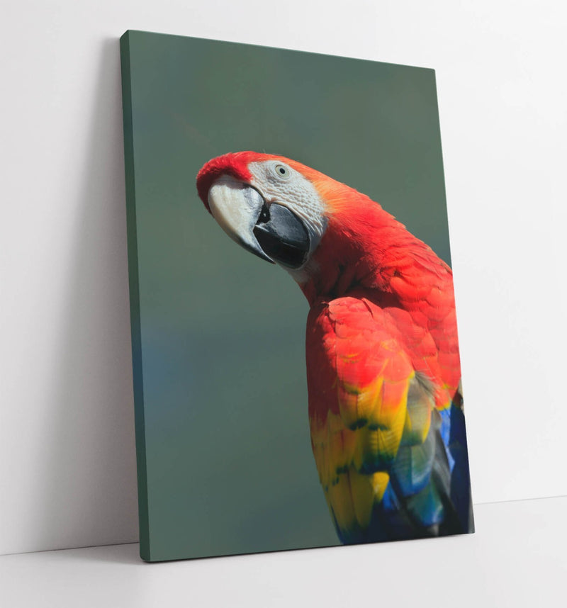 Parrot Canvas Wall Art – Funny Red Multi Colour Bird Print Ready To Hang
