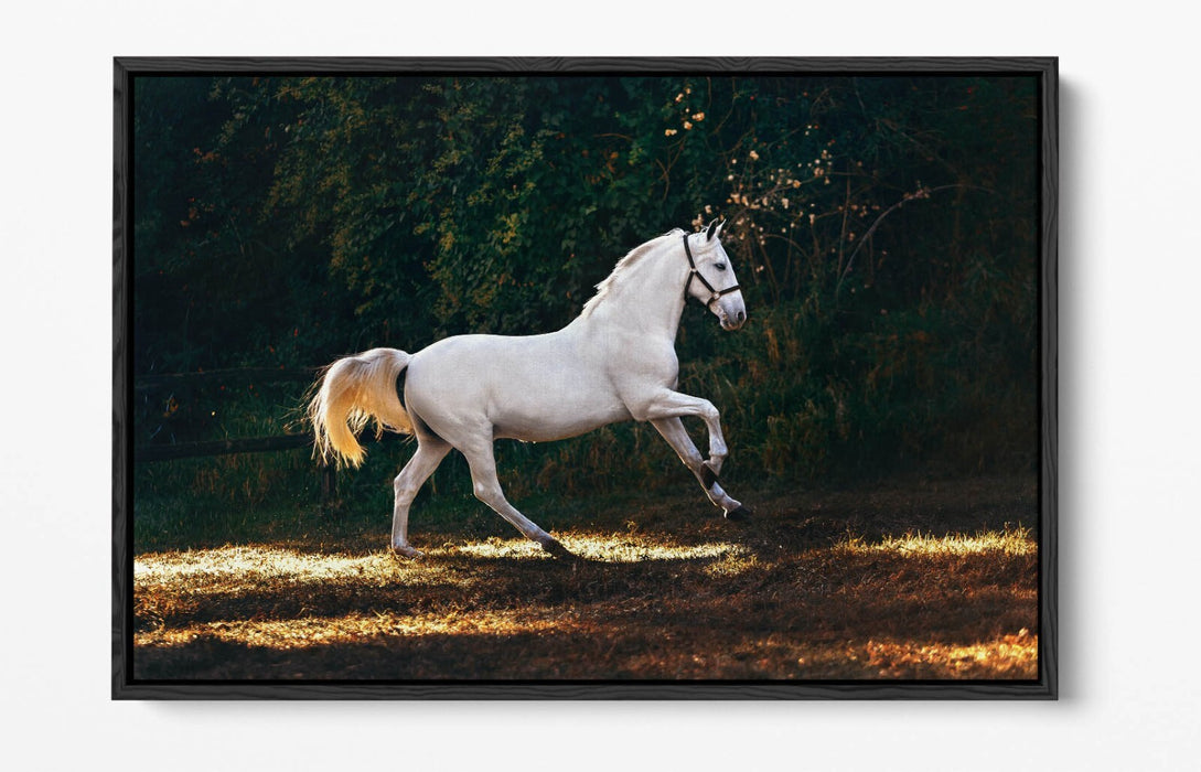 WHITE HORSE GALLOPING HOME BEDROOM DECOR FLOAT EFFECT CANVAS WALL ART PRINT