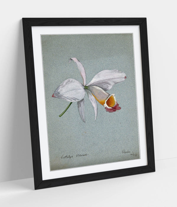 Orchid Wall Art – Framed Watercolour Illustration Botanical Poster Print