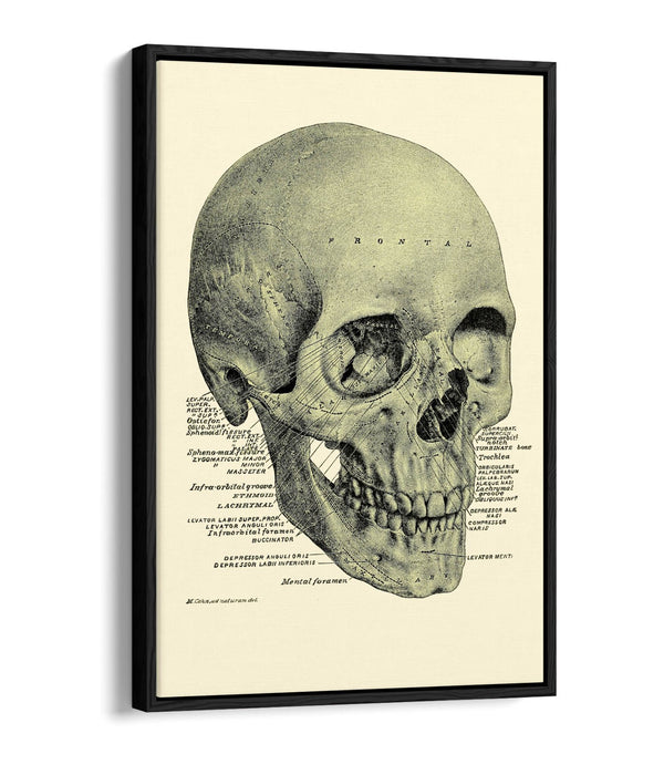 Vintage Skull Canvas - Labelled Skull Print On Handmade Canvas Art With Float Effect Frame