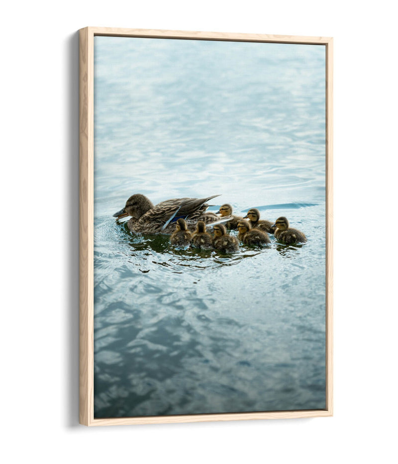 Duck Canvas Wall Art - Handmade UK Canvas Print With Float Effect Frame