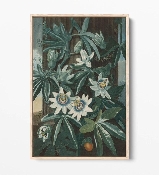 ROBERT JOHN THORNTON, BLUE PASSION FLOWER -FLOAT EFFECT CANVAS WALL ART PRINT