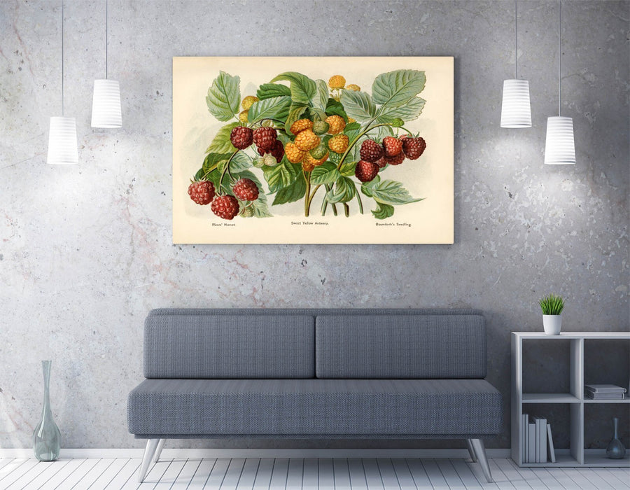 Canvas Wall Art - John Wright Vintage Raspberry Illustration Print on Archival Grade Canvas