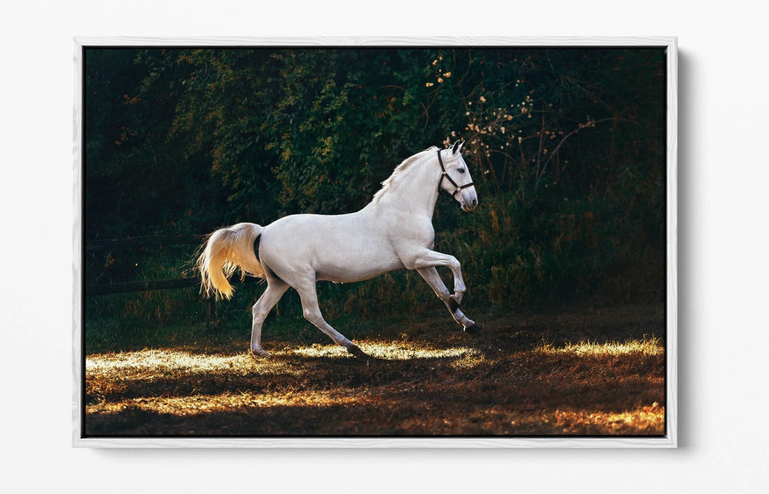 WHITE HORSE GALLOPING HOME BEDROOM DECOR FLOAT EFFECT CANVAS WALL ART PRINT