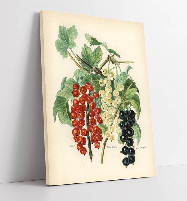 Canvas Wall Art - Vintage Black Naples Print | Handmade Premium Canvas Artwork