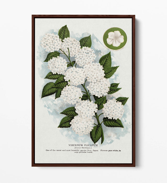 Canvas Wall Art - Japanese Snowball Flower Print | Float Effect, 30mm Deep Frame