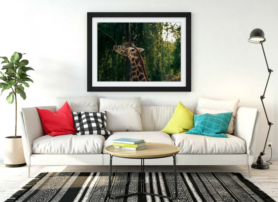 GIRAFFE GRAZING LEAVES -ART FRAMED POSTER PICTURE PRINT- WILDLIFE PHOTOGRAPHY