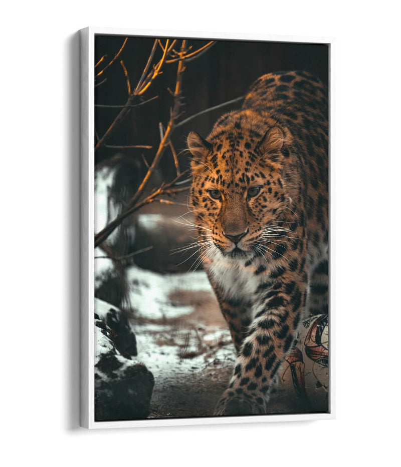 Snow Leopard Canvas Art - Wildlife Wall Art Print | Float Effect Frame