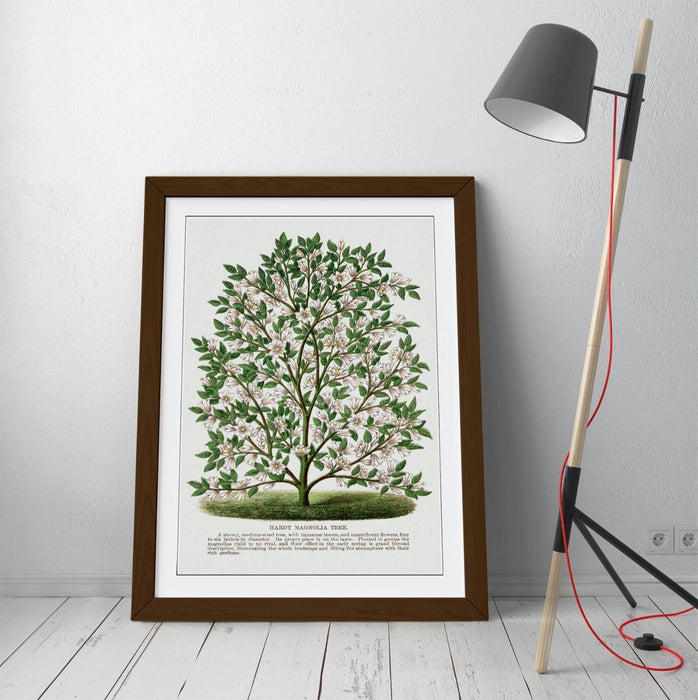 Magnolia Tree Wall Art – Framed Botanical Lithograph Print on Matte Paper