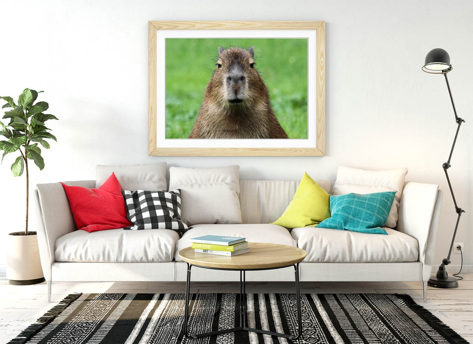 Funny Capybara Art - Framed Wall Art With Woodgrain Frame | Bedroom Decor Poster