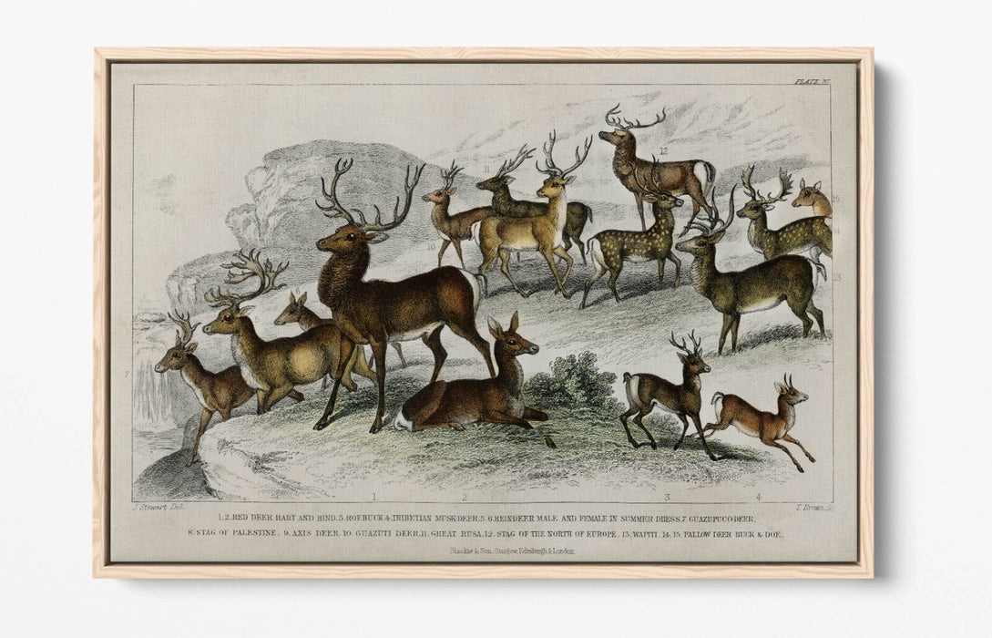 Canvas Wall Art – Handmade UK Deer Print with Float Effect & Premium Frame