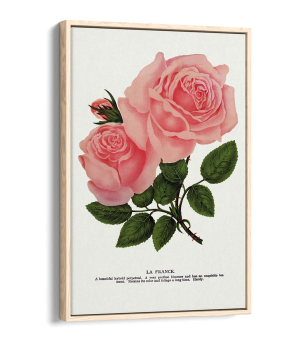 Canvas Wall Art - Pink Rose La France Lithograph | Float Frame, Handmade UK