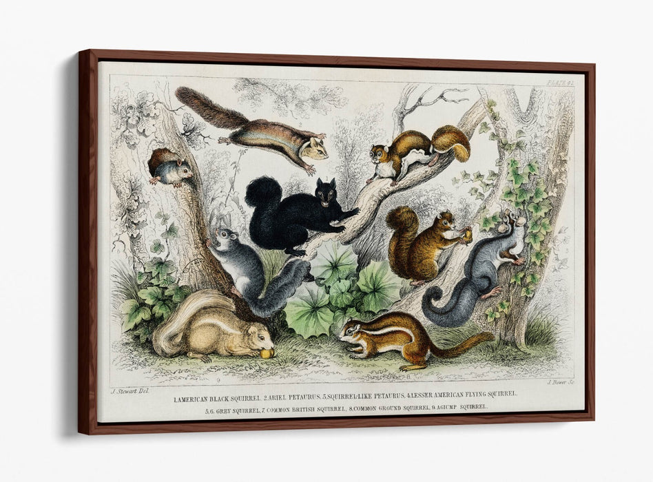 Canvas Wall Art Print - Handmade Squirrel With Float Effect Frame | Premium Canvas Art