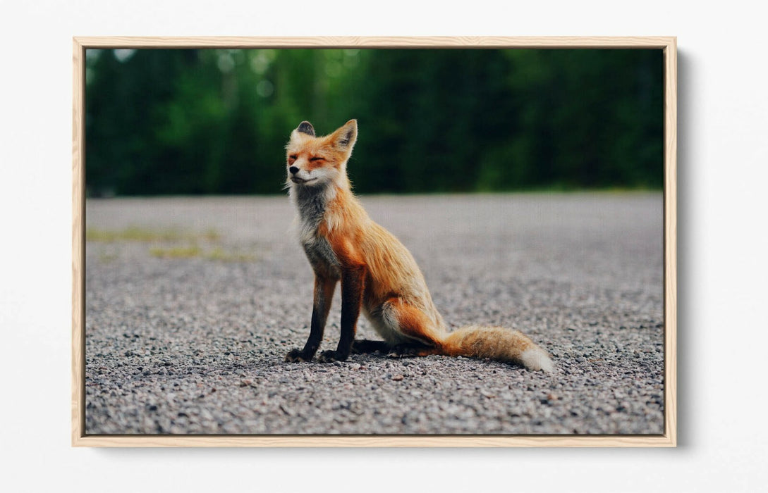 CUTE BABY FOX, WILDLIFE PHOTOGRAPHY -FLOAT EFFECT CANVAS WALL ART PIC PRINT