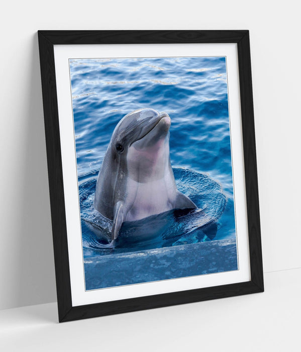 Dolphin Wall Art – Cute Dolphin Print Framed Art Poster | Handmade UK Frame