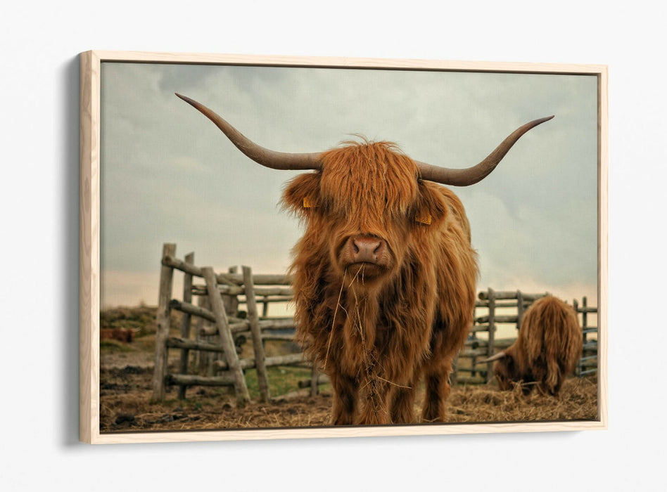 HIGHLAND COW RUSTIC FARM PHOTO -FLOAT EFFECT CANVAS WALL ART PIC PRINT- ANIMAL