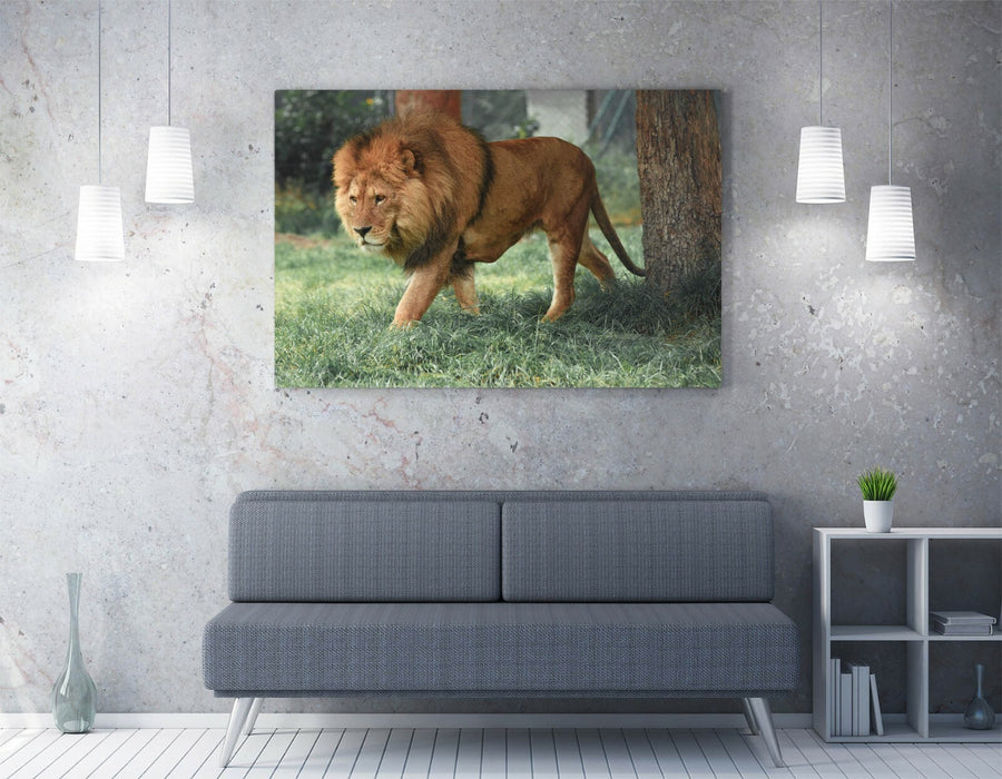 LION ON THE PROWL -CANVAS WALL ART PRINT ARTWORK FRAMED- ANIMAL PHOTOGRAPHY