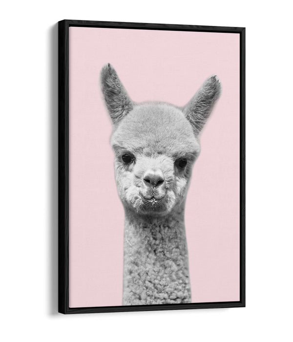 ALPACA BLACK WHITE BABY PINK FLOAT EFFECT CANVAS WALL ART PIC PRINT