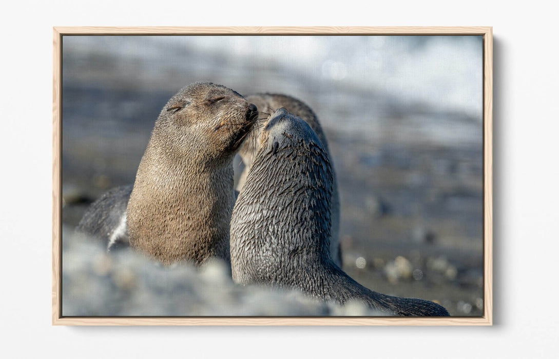 Sea Lions Canvas Art – Cute Beach Wall Decor Ready To Hang Bedroom Print
