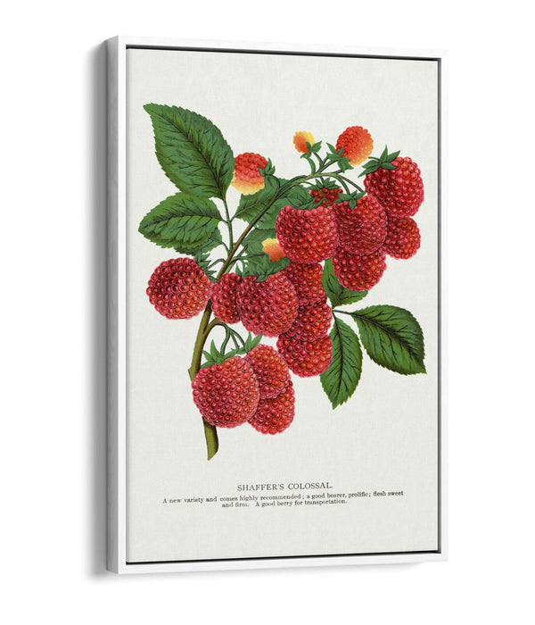 Canvas Wall Art - SHAFFER'S Colossal Raspberry Float Effect Canvas Print