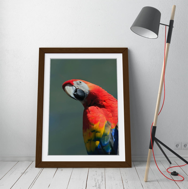 Parrot Wall Poster – Framed Wall Art Print | Colorful Bird Home Decor
