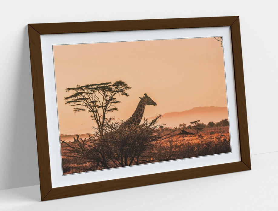 GIRAFFE SAFARI SUNSET -ART FRAMED POSTER PICTURE PRINT- WILDLIFE PHOTOGRAPHY
