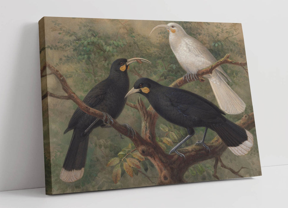 Canvas Wall Art – Johannes Keulemans Three Huia Painting | Handmade Bird Print