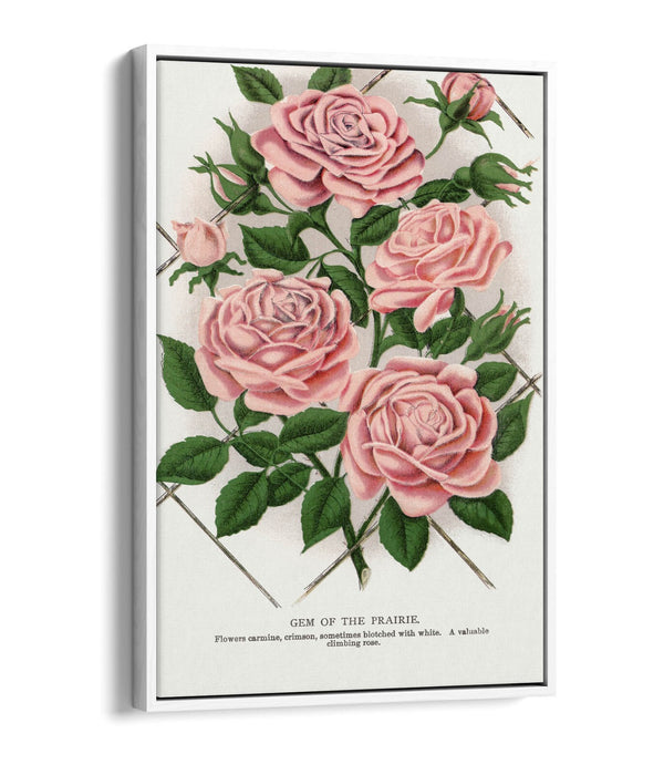 Float Effect Canvas Art – Pink Rose Prairie Lithograph Print | Handmade UK Wall Decor