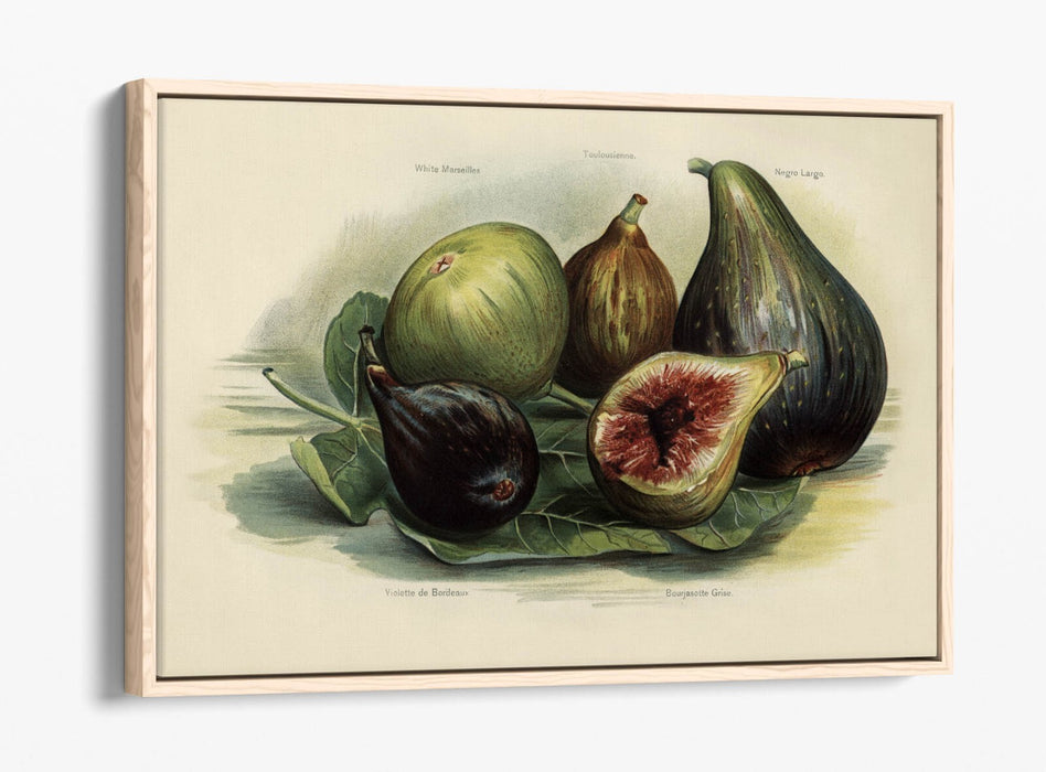 Canvas Wall Art Print - Vintage Figs Illustration | Handmade Float Effect Frame