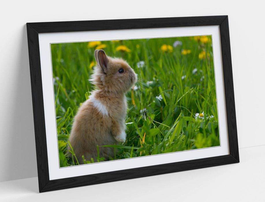 Bunny Rabbit Wall Art – Framed Small Bunny Decor Poster With Woodgrain Frame
